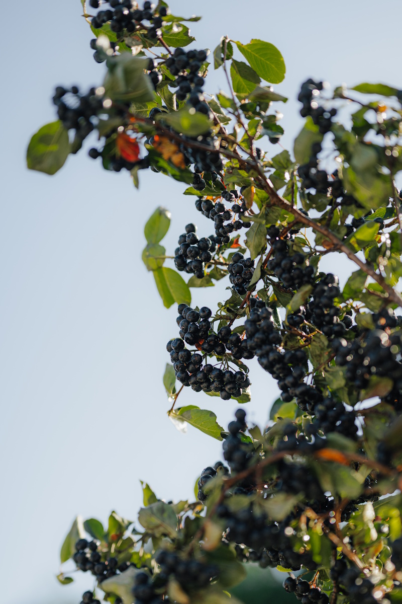 Reife Aroniabeeren