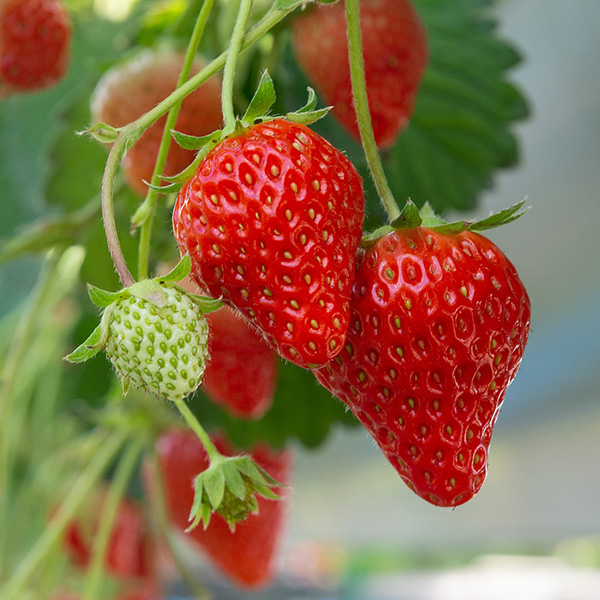 Erdbeeren - schmackhafte Obstperlen